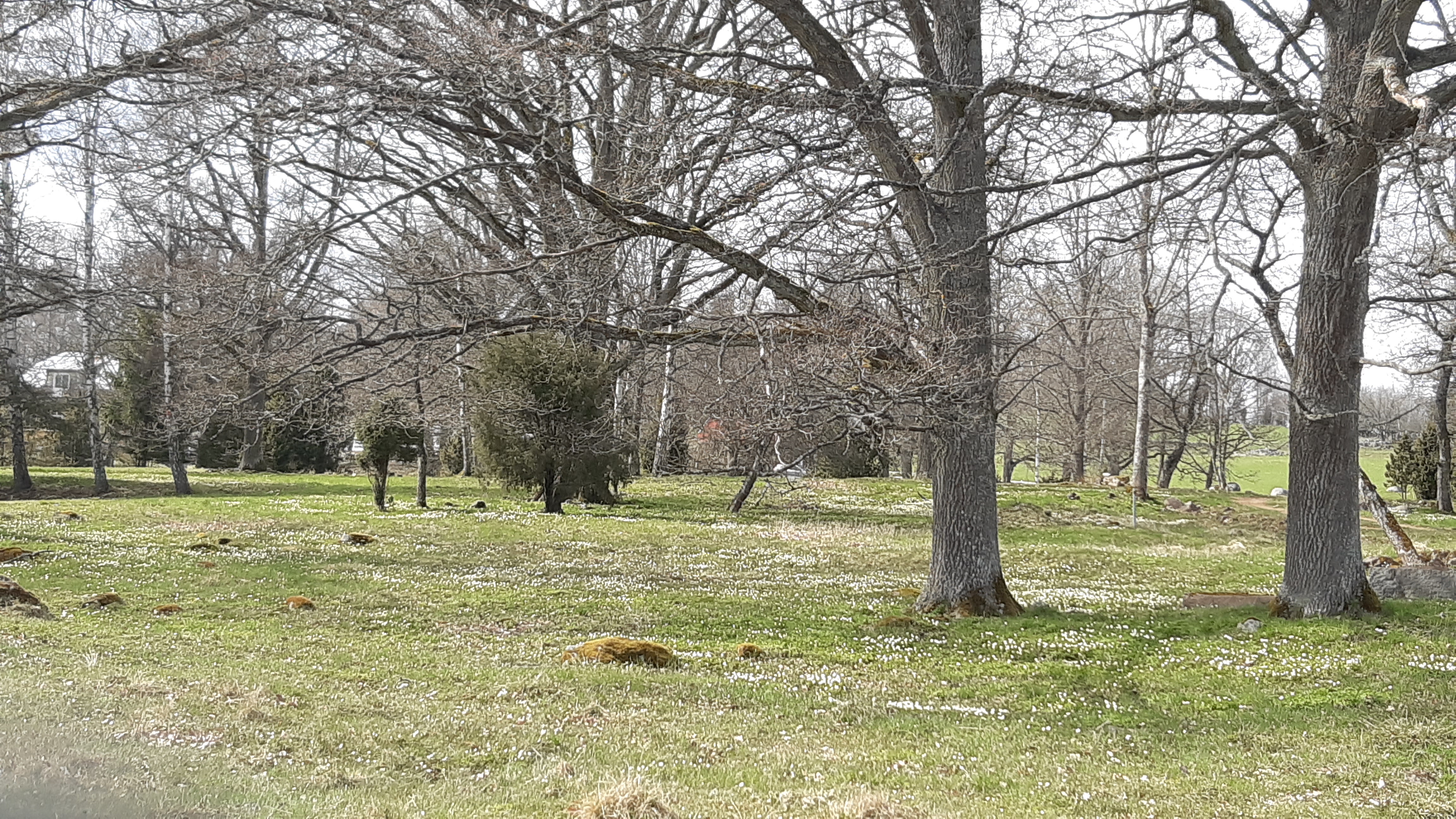 en äng med stora ekar, enebuskar och vitsippor.